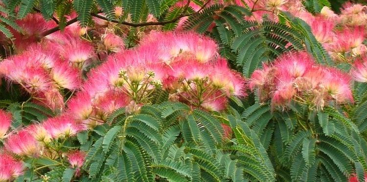 Zapraszamy do Centrum Ogrodniczego JUNIPEA w Marszowie