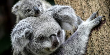 Koale zostały uznane przez australijskie władze za gatunek zagrożony wyginięciem