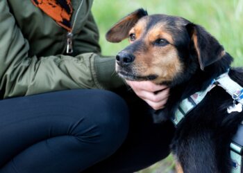 Zwierzęta zmieniają nasze życie na lepsze – Mars Polska wspiera programy adopcyjne, edukacyjne i terapeutyczne 