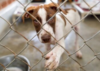 Kontrole w schroniskach dla zwierząt nie wykazały uchybień